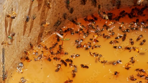 Bees and flies buzzing around, sitting on the edges, and floating in a bucket filled with leftover fermented yellow liquid mash containing residual unfermented sugars after a moonshine distillation photo