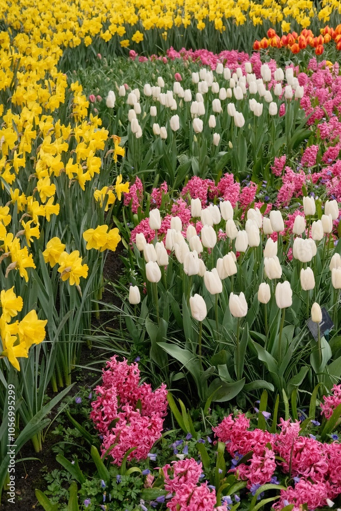 Field covered with colorful tulips, creating a vibrant and picturesque sight.