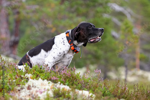 Dog english pointer portrait