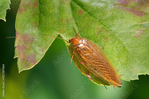 Bernstein-Waldschabe (Ectobius vittiventris) auf dem Rand von einem grün roten Blatt - Baden-Württemberg, Deutschland photo