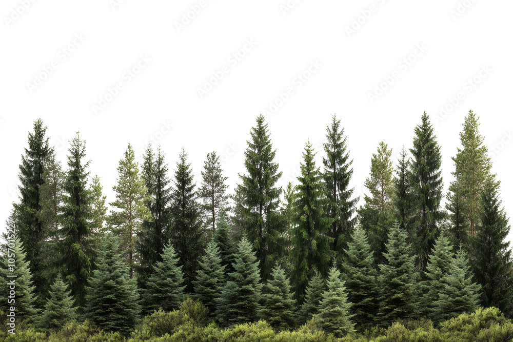 A lush row of evergreen trees against a white isolated background. A lush row of evergreen trees against a white isolated background.
