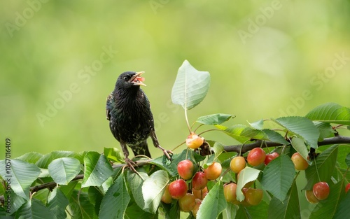 Starling on Cherry Tree Branch photo