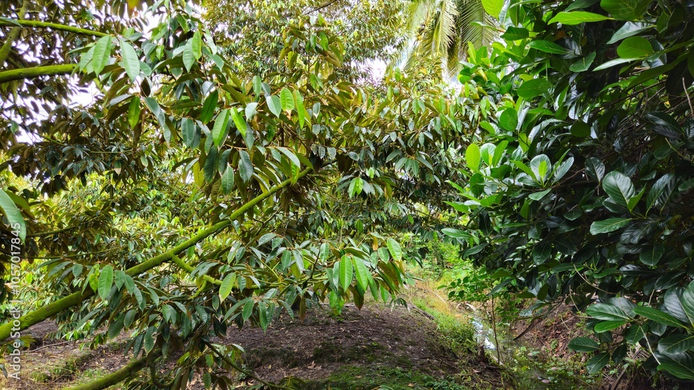 Obraz premium Close up of durian tree in the garden at Mekong Delta Vietnam. Plantation and Agriculture concept.