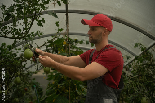 Farmer is tending his tomato plants in a greenhouse. He is tying the plants to supports to help them grow strong and healthy