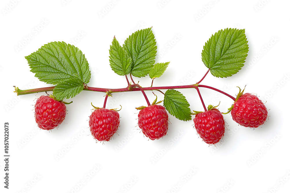 Red ripe raspberries with green leaves on a branch isolated on a white background. Red ripe raspberries with green leaves on a branch isolated on a white background.
