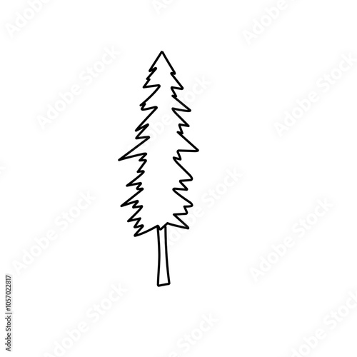 abstract conifer pine fir 