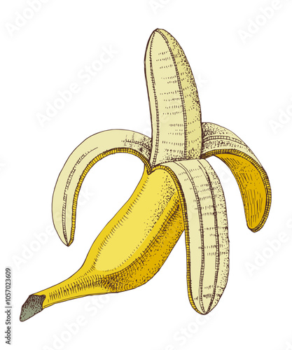 Half peeled banana vector illustration