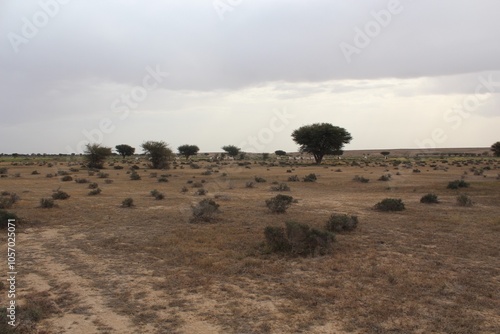 Savannah, North Afrika, Bouhedma National park, southern Tunisia