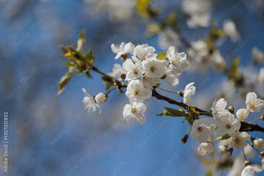 vista macro dei fiori bianchi di un albero di ciliegio sui rami, di giorno, illuminati dal sole, in primavera vista macro dei fiori bianchi di un albero di ciliegio sui rami, di giorno, illuminati dal sole, in primavera