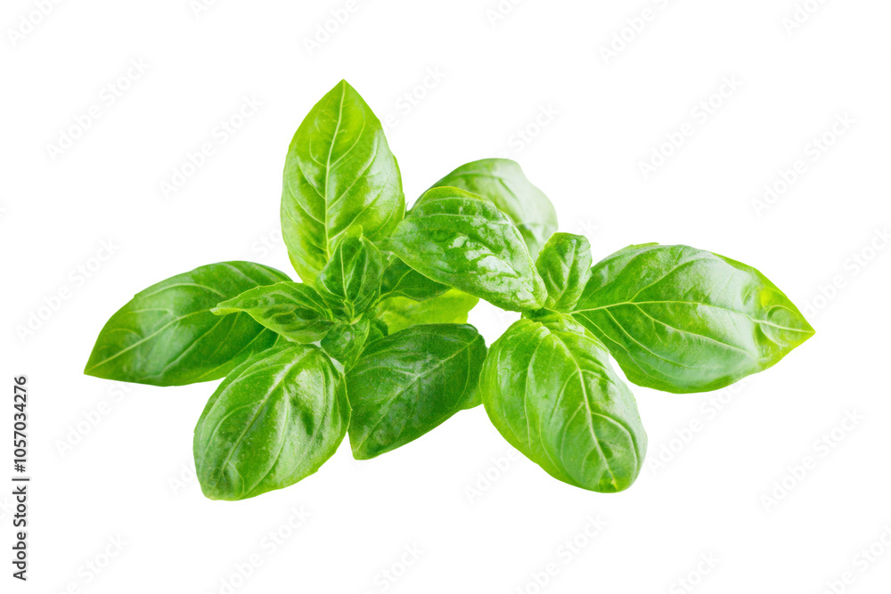 Fresh basil leaves on a white isolated background, ideal for culinary and natural themed projects. Fresh basil leaves on a white isolated background, ideal for culinary and natural themed projects.