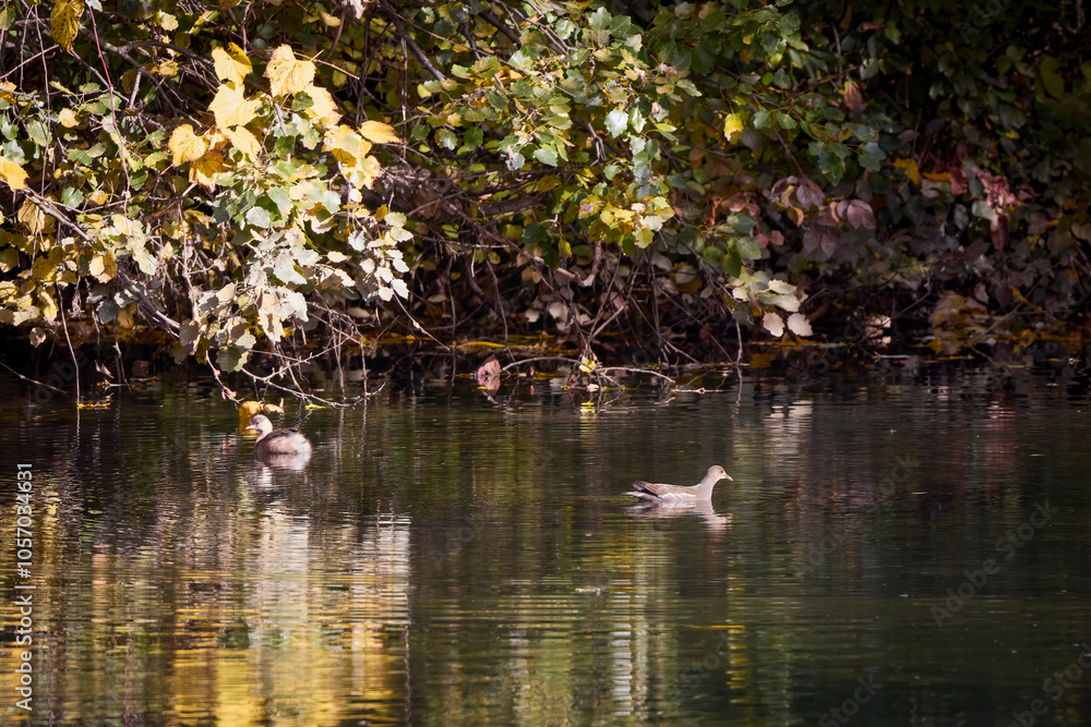a small water bird on a river in the autumn landscape a small water bird on a river in the autumn landscape