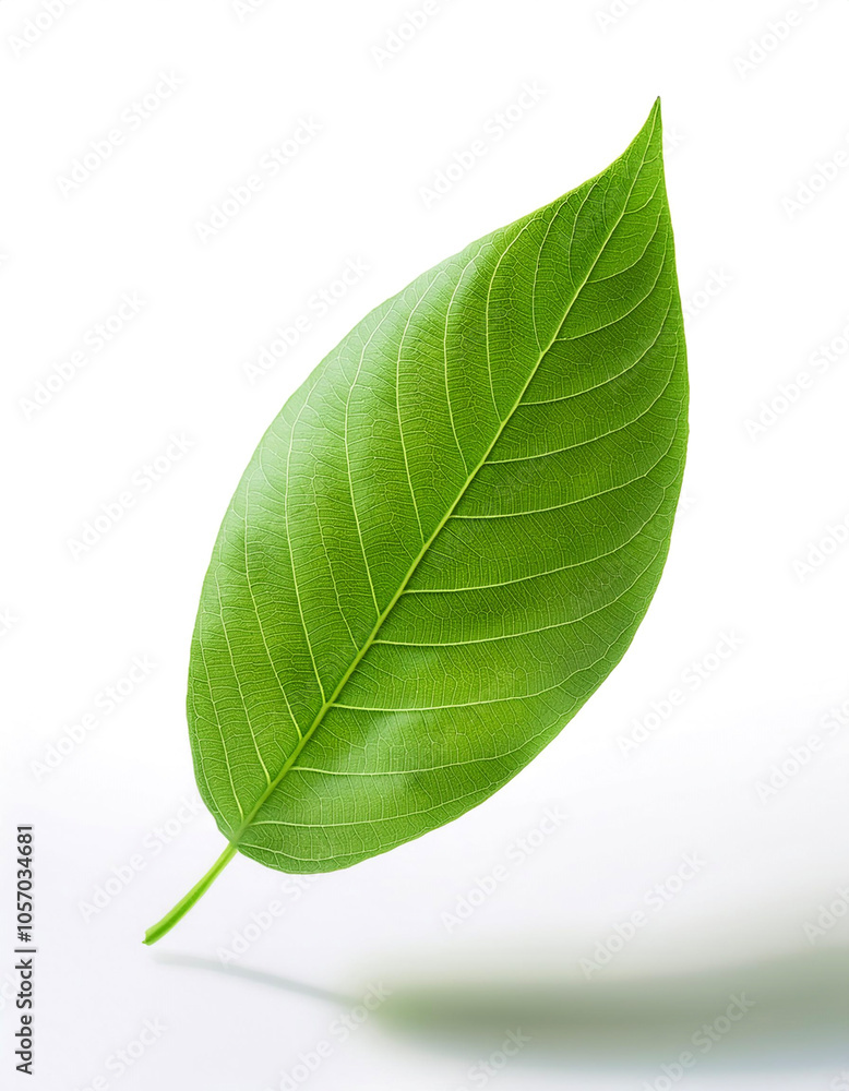 Obraz premium Green leaf floating or flying isolated white background