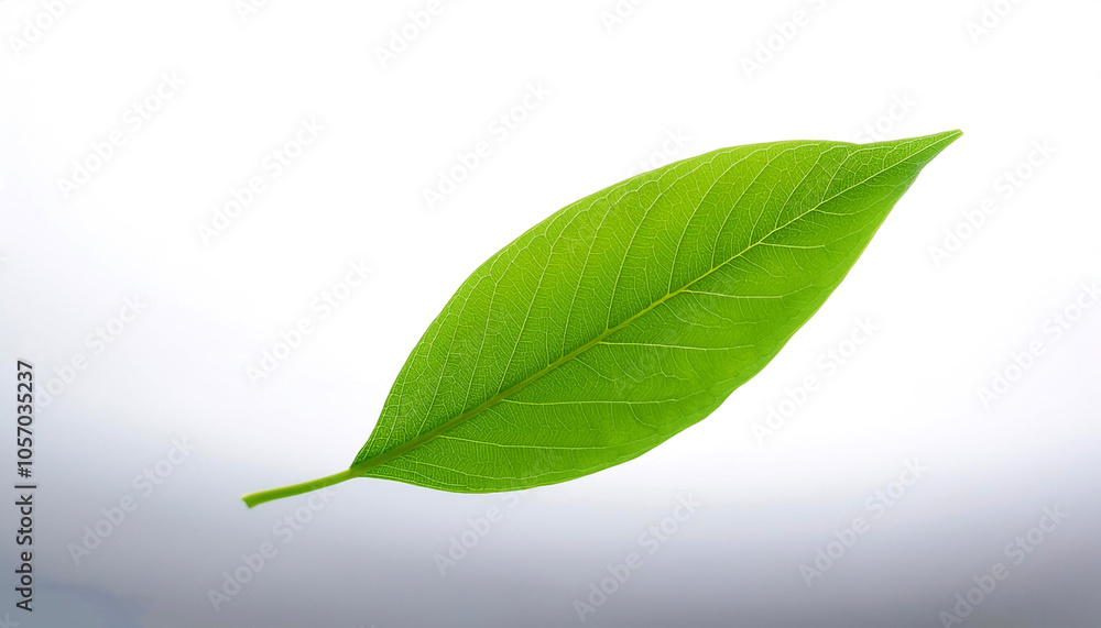 Fototapeta premium Green leaf floating or flying isolated white background
