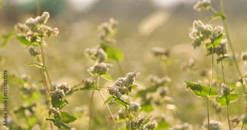 close up of buckwheat flower in a field close up of buckwheat flower in a field