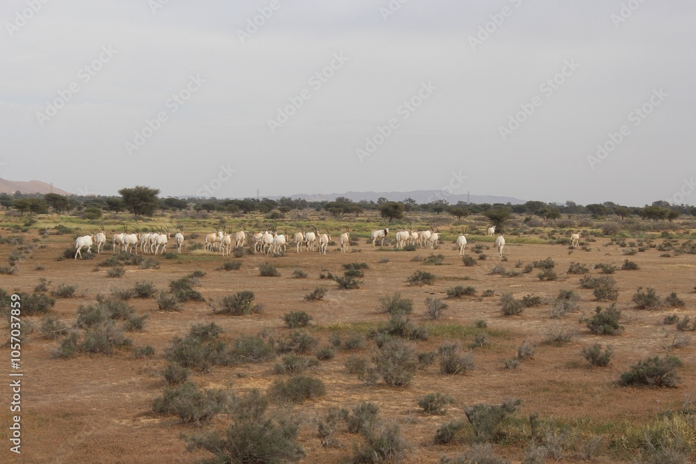 Savannah, North Afrika, Bouhedma National park, southern Tunisia Savannah, North Afrika, Bouhedma National park, southern Tunisia