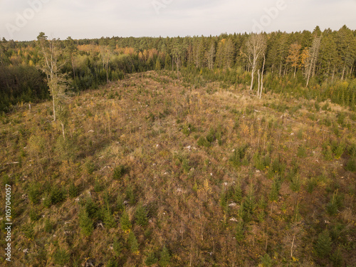 Autumn forest by drone