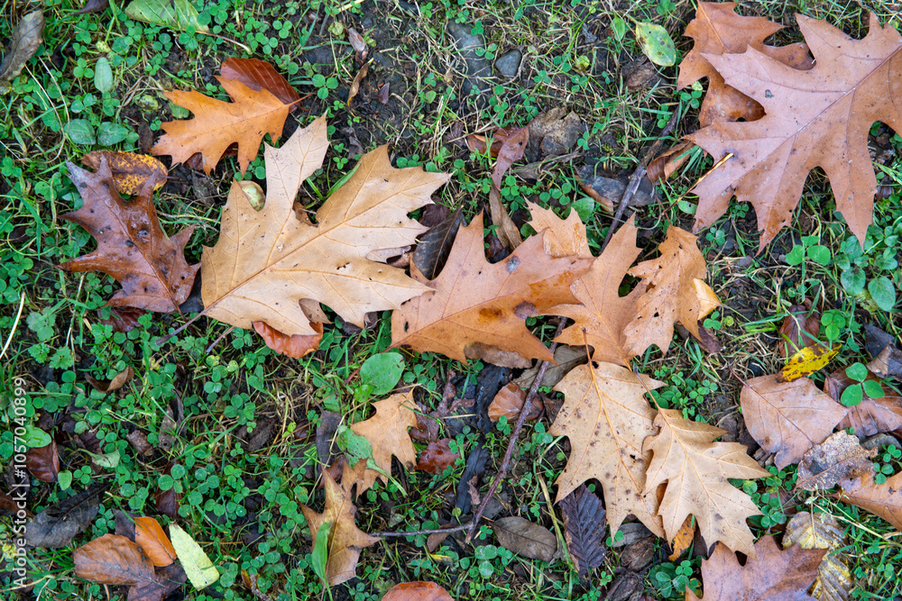 Fallen brown and yellow oak leaves on green autumn grass in the forest. Autumn mood concept Fallen brown and yellow oak leaves on green autumn grass in the forest. Autumn mood concept