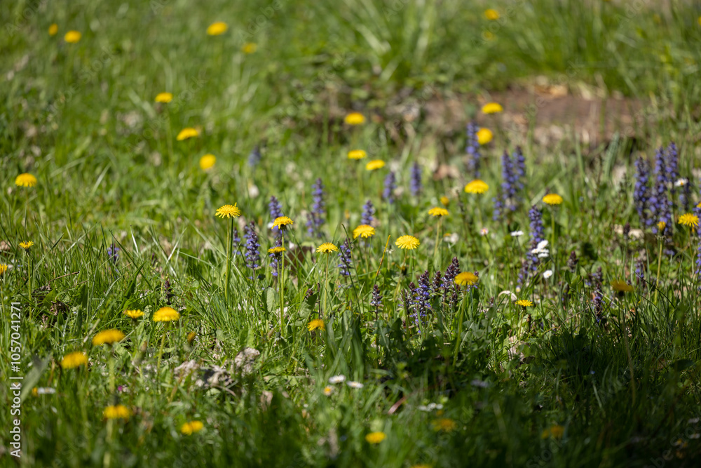 dettagli di un prato d'erba con vari fiori gialli, bianchi e viola, di giorno, in primavera