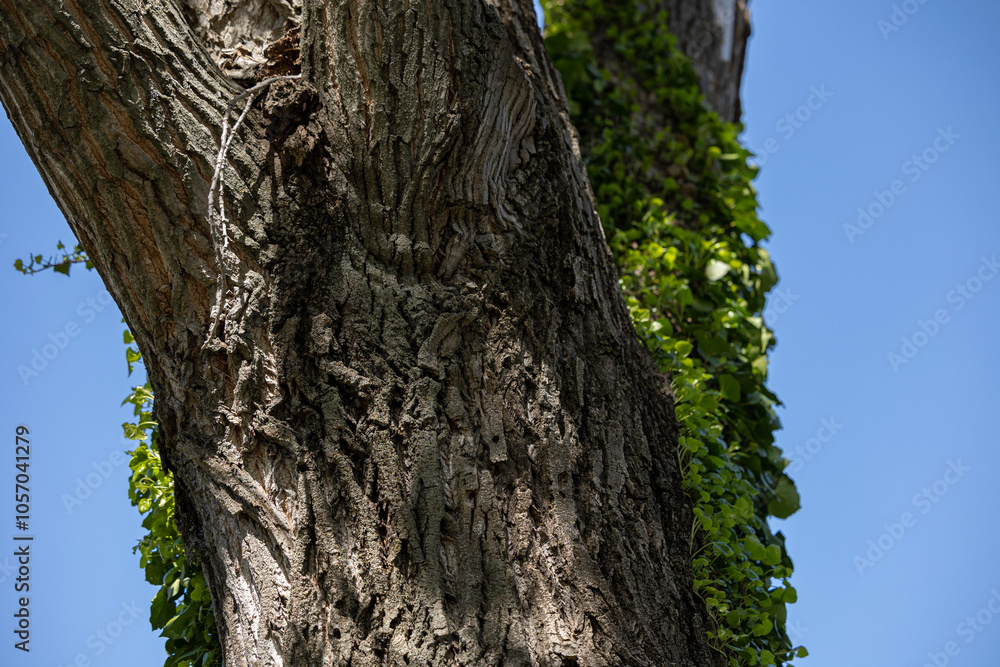 Obraz premium dettagli in primo piano di parte della corteccia di un grande ed antico albero, coperto in parte dall'edera verde