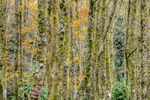 Bosque de bétulas e carvalhos com líquen