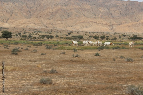 Savannah, North Afrika, Bouhedma National park, southern Tunisia photo