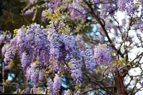 dettagli di una pianta rampicante con grandi fiori dai petali viola photo