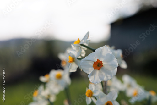 vista macro di fiori bianchi ed arancioni, di giorno, all'aperto