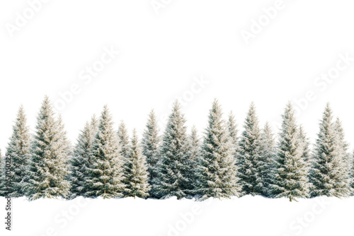 Snowy pine trees lined against a white background, perfect for winter-themed designs and illustrations. photo