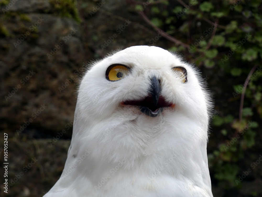 A snowy owl in Riesa Zoo (Saxony, Germany) A snowy owl in Riesa Zoo (Saxony, Germany)