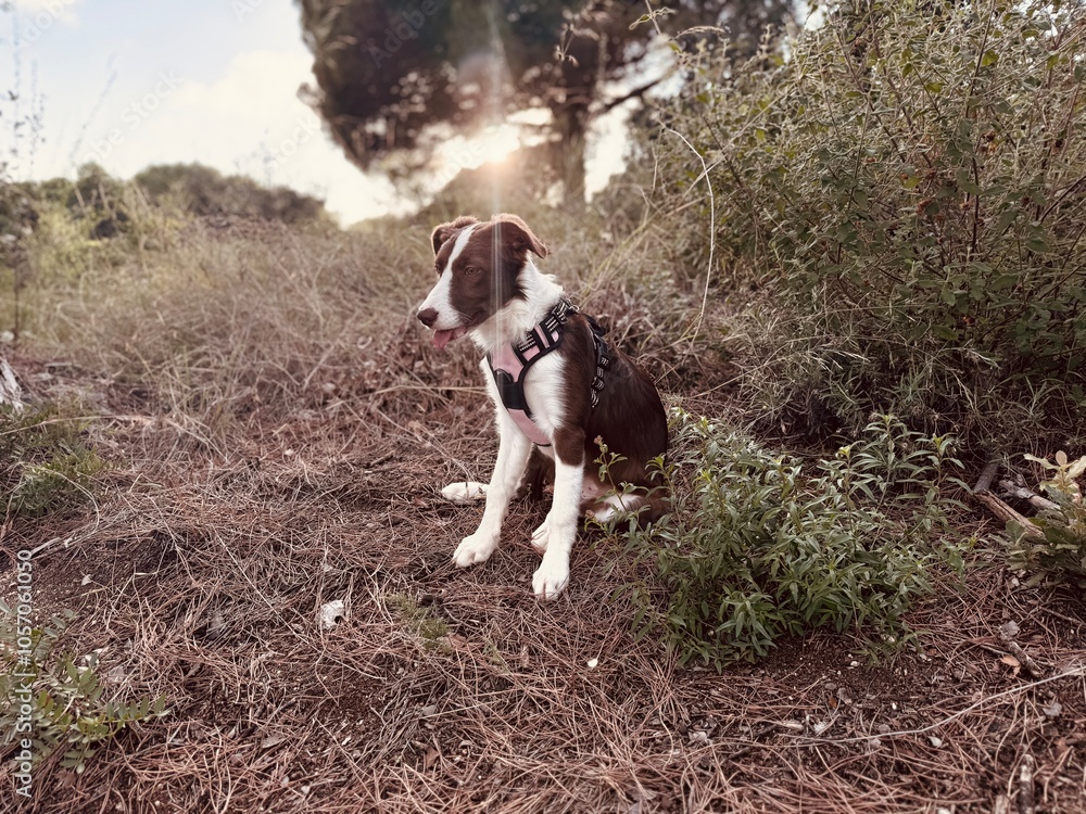Young collie dog sitting in the forest.
Young collie dog sitting in the forest.