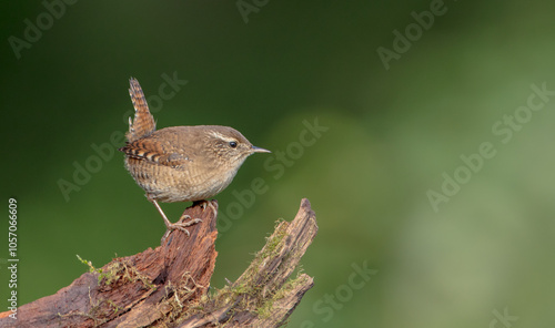 Wallpaper Mural Eurasian Wren - in autumn at a wet forest Torontodigital.ca