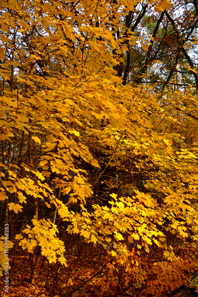 kolory jesieni, zółte liście jesinne, jesień w parku, żółte drzewo w parku, złota, polska jesień, światło cień, autumn colors, yellow autumn leaves, Klon jesienia, Acer, las jesienią