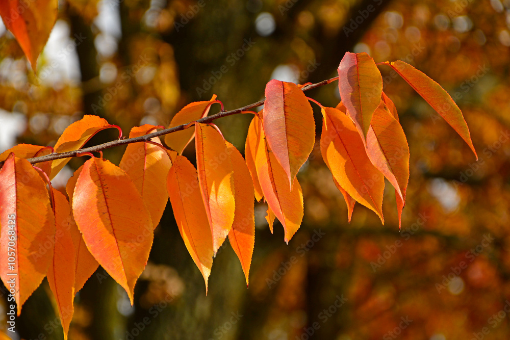 żółte, czerwone i pomarańczowe liście czeremchy na gałezi, jesienne liście na gałęzi, yellow autumn leafs on a branch, Prunus serotina, Prunus tree in autumn