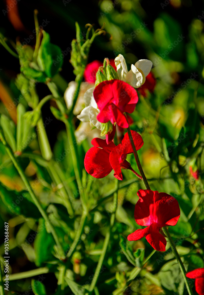 czerwony i biały groszek pachnący, Lathyrus odoratus, kwitnący groszek pachnący, sweet pea flowers