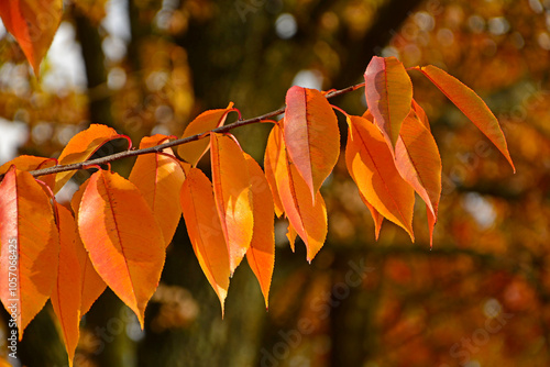 Obraz na płótnie żółte, czerwone i pomarańczowe liście czeremchy na gałezi, jesienne liście na gałęzi, yellow autumn leafs on a branch, Prunus serotina, Prunus tree in autumn w salonie