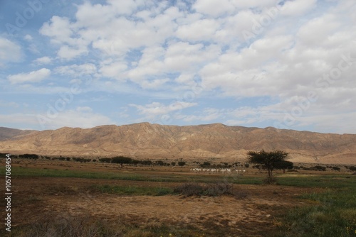 Savannah, North Afrika, Bouhedma National park, southern Tunisia photo