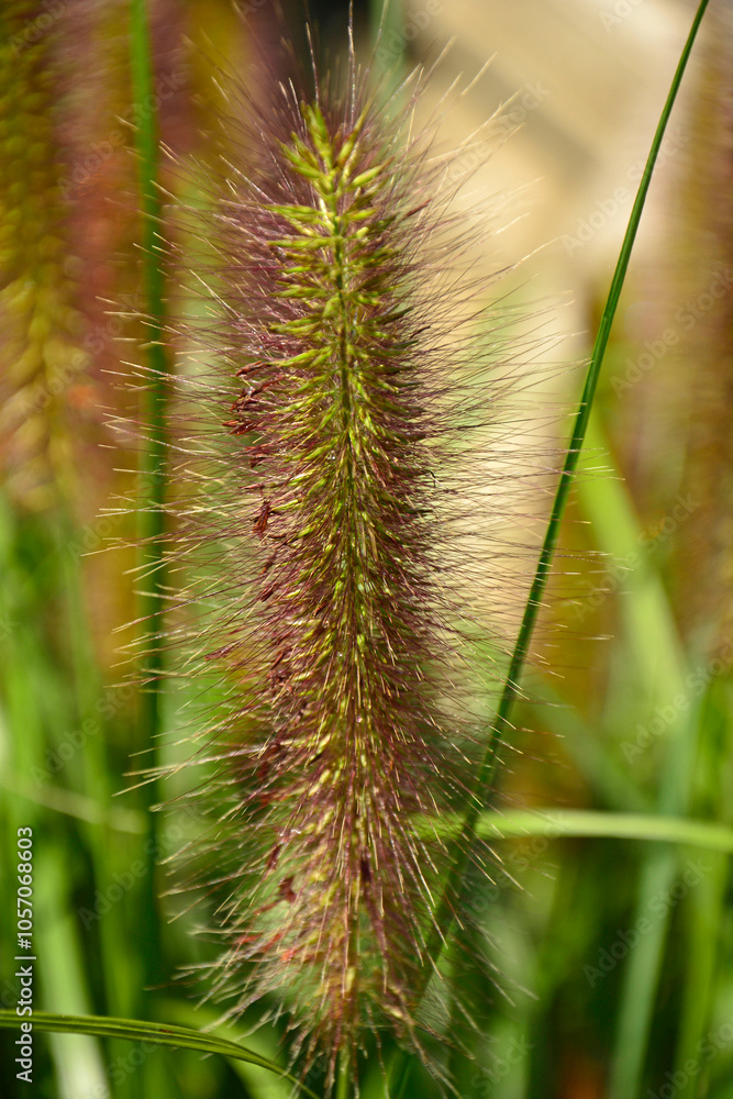 kwiatostan rozplenicy, kwitnąca rozplenica japońska, kłos kwiatowy rozplenicy, Pennisetum alopecuroides, Pennisetum grass, fountain grass