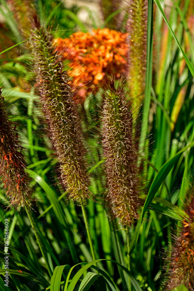 kwiatostan rozplenicy, kwitnąca rozplenica japońska, kłos kwiatowy rozplenicy, Pennisetum alopecuroides, Pennisetum grass, fountain grass