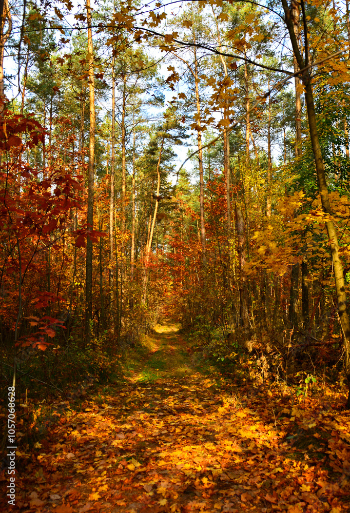 kolory jesieni, pomarańczowe i zółte liście jesinne, las jesienią, złota, polska jesień, światło cień, złota pora roku, autumn colors, orange and yellow autumn leaves, autumn forest, light and shadow