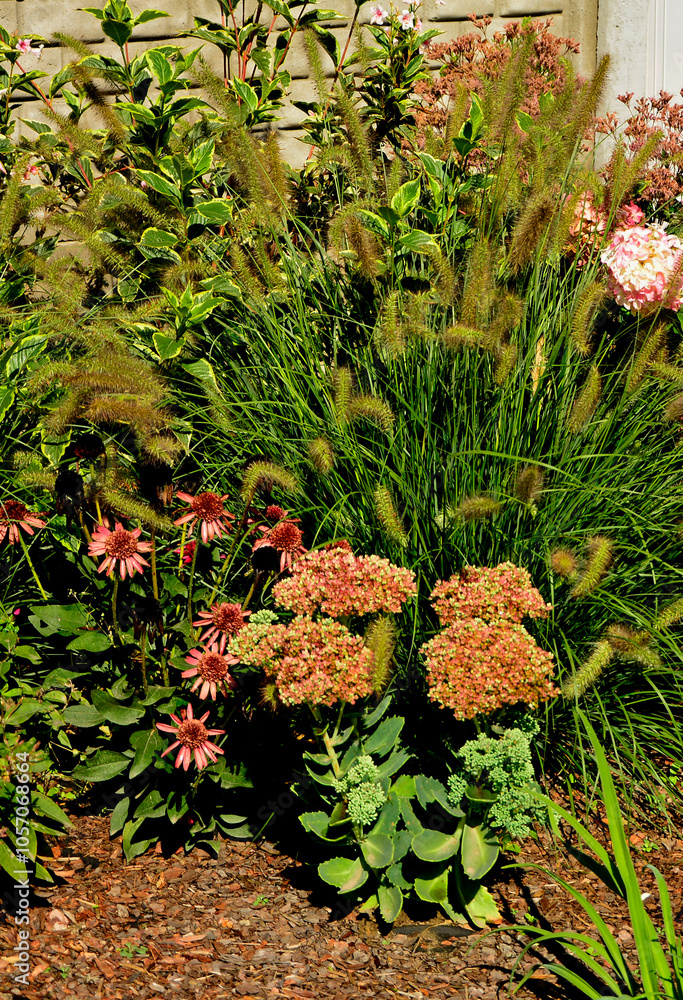 Jeżówka purpurowa, rozchodnik okazały i rozplenica japońska na rabacie, rozchodnikowiec, Echinacea purpurea, Hylotelephium spectabile or Sedum spectabile,