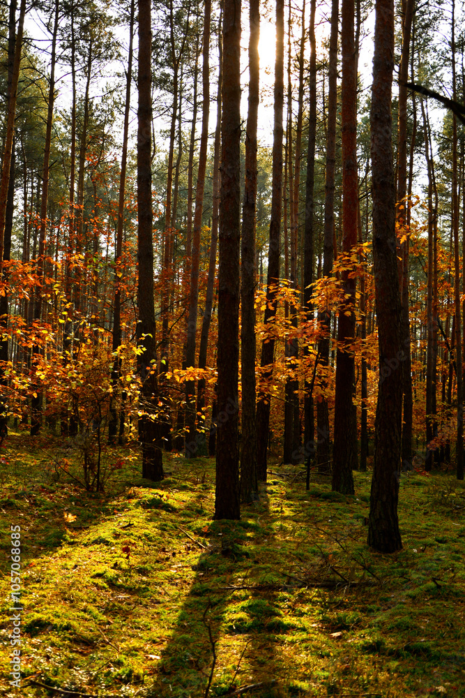 las jesienią w promieniach słońca, mech w jesiennym lesie, painted light with shadow, autumn forest in the rays of the sun, moss in the autumn forest, the rays of the sun illuminate the forest floor