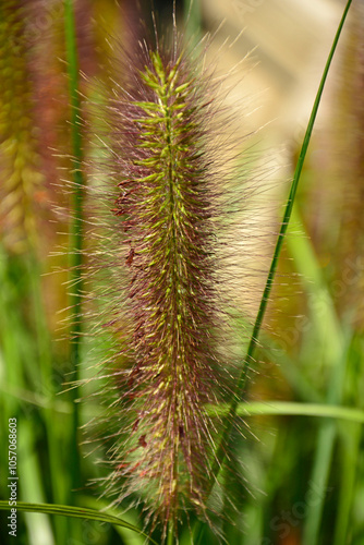 Obraz na płótnie kwiatostan rozplenicy, kwitnąca rozplenica japońska, kłos kwiatowy rozplenicy, Pennisetum alopecuroides, Pennisetum grass, fountain grass w salonie