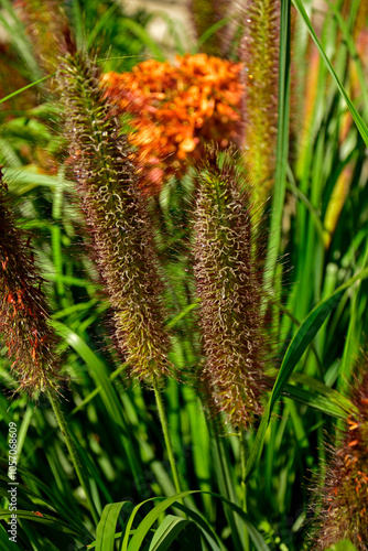 Obraz na płótnie kwiatostan rozplenicy, kwitnąca rozplenica japońska, kłos kwiatowy rozplenicy, Pennisetum alopecuroides, Pennisetum grass, fountain grass w salonie