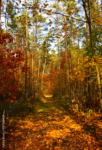 Obraz na płótnie kolory jesieni, pomarańczowe i zółte liście jesinne, las jesienią, złota, polska jesień, światło cień, złota pora roku, autumn colors, orange and yellow autumn leaves, autumn forest, light and shadow w salonie