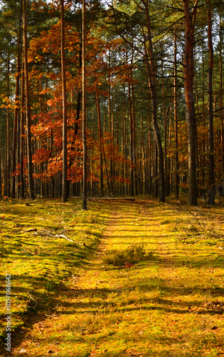 kolory jesieni, pomarańczowe i zółte liście jesinne, las jesienią, złota, polska jesień, światło cień, złota pora roku photo