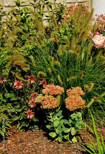 Obraz na płótnie Jeżówka purpurowa, rozchodnik okazały i rozplenica japońska na rabacie, rozchodnikowiec, Echinacea purpurea, Hylotelephium spectabile or Sedum spectabile, w salonie