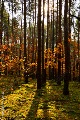 Obraz na płótnie las jesienią w promieniach słońca, mech w jesiennym lesie, painted light with shadow, autumn forest in the rays of the sun, moss in the autumn forest, the rays of the sun illuminate the forest floor
w salonie
