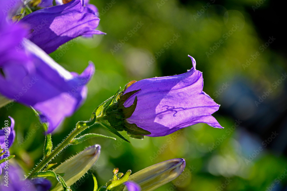 Dzwonek ogrodowy fioletowy dzwonek, Campanula medium, Blooming purple flower of Canterbury bells.