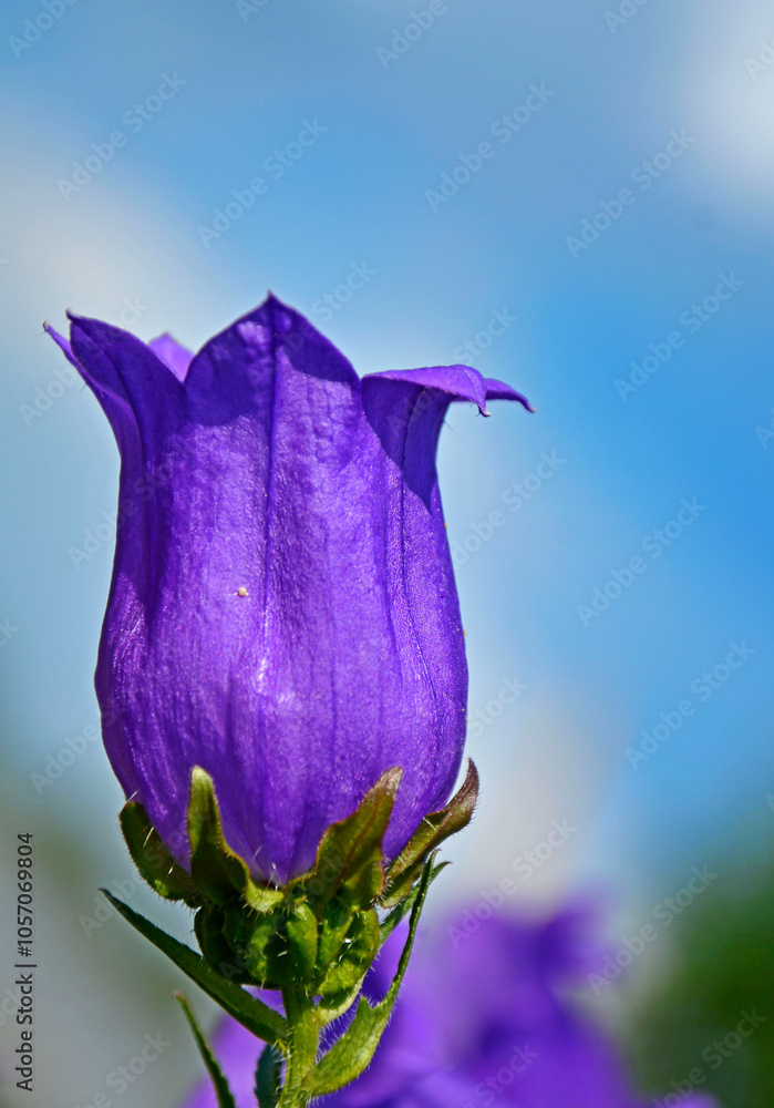 Dzwonek ogrodowy fioletowy dzwonek, Campanula medium, Blooming purple flower of Canterbury bells.