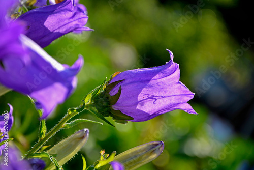 Dzwonek ogrodowy fioletowy dzwonek, Campanula medium, Blooming purple flower of Canterbury bells. photo